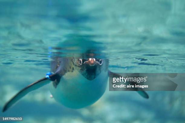 front view of a cute penguin swimming underwater looking towards the camera in the foreground. - madrid zoo aquarium stock pictures, royalty-free photos & images