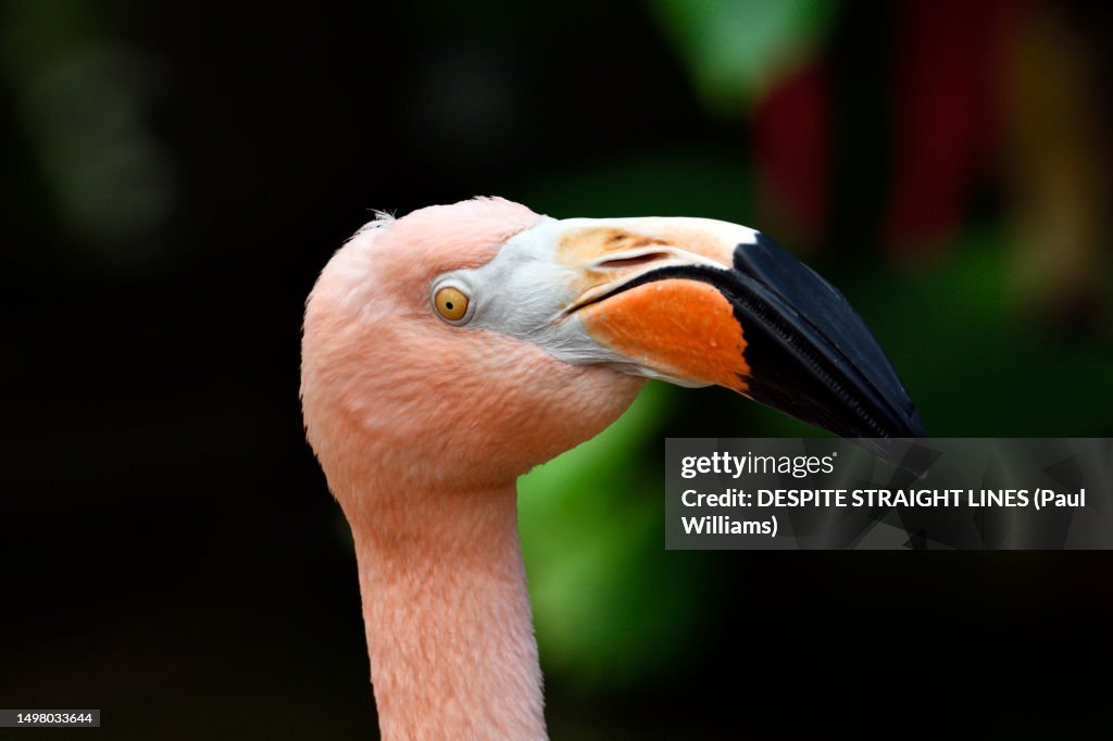 Caribbean Flamingo (Phoenicopterus ruber)