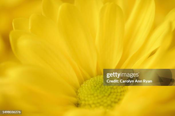 yellow daisy flower - petal texture stock pictures, royalty-free photos & images