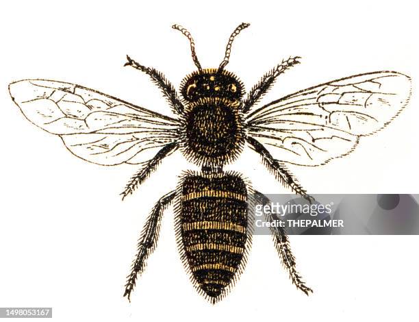 stockillustraties, clipart, cartoons en iconen met honey bee - "book of the world" 1863 - honey bee