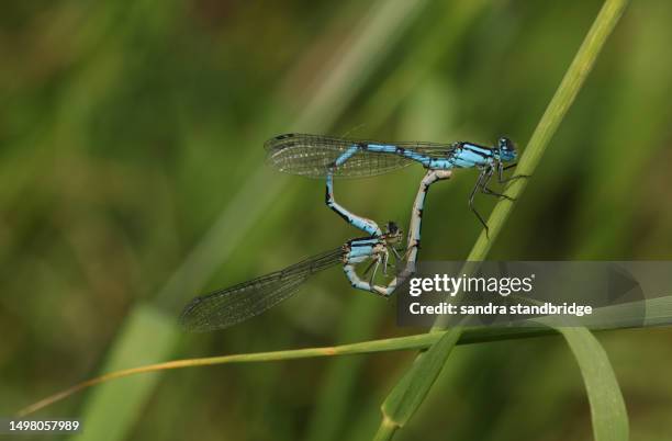 a mating pair of common blue damselfly, enallagma cyathigerum, resting on a blade of grass. - mating stock pictures, royalty-free photos & images