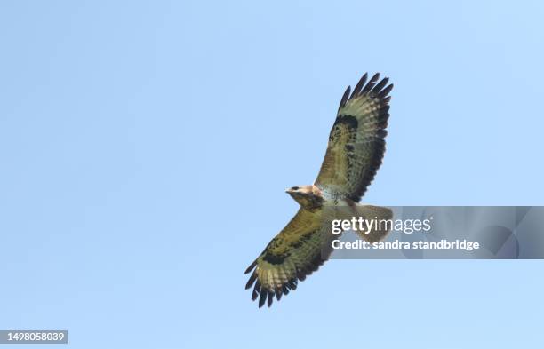 a magnificent hunting buzzard, buteo buteo, flying in the blue sky. - eurasian buzzard stock pictures, royalty-free photos & images