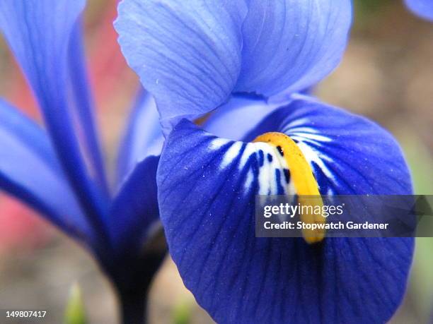 iris reticulata 'harmony' - iris reticulata stock pictures, royalty-free photos & images