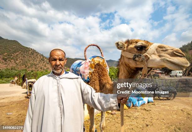 dromedary camel in ourika valley at atlas mountains, morocco - corcunda imagens e fotografias de stock