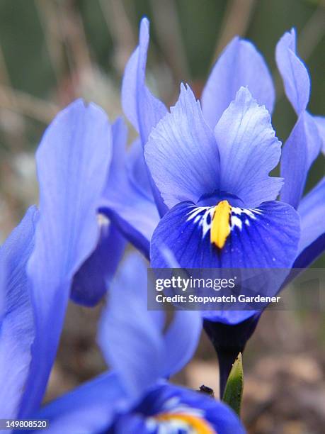 iris reticulata 'harmony' in group - iris reticulata stock pictures, royalty-free photos & images