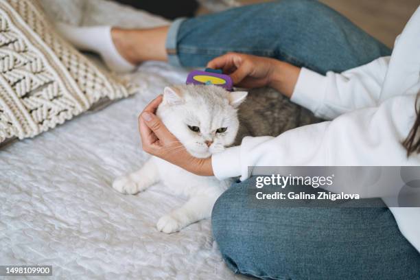 adult brunette woman in casual clothes combing cat's fur on bed at home - pet grooming salon stock pictures, royalty-free photos & images