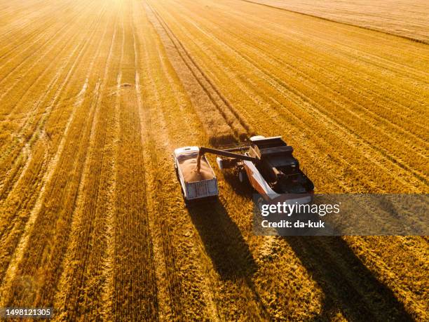 harvesting wheat in a field at sunset. aerial view - combine stockfoto's en -beelden