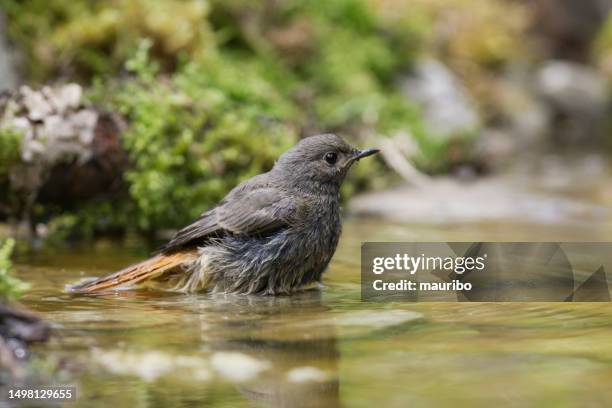 young redstart bathing - redstart stock pictures, royalty-free photos & images