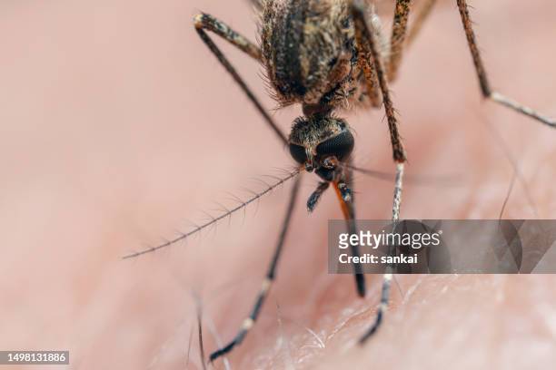 picadura de mosquito, primer plano extremo - mosquito fotografías e imágenes de stock