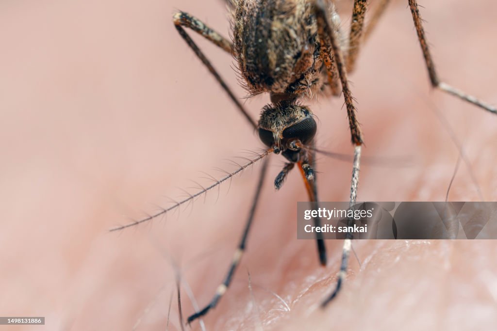 Mosquito bite, extreme close-up shot