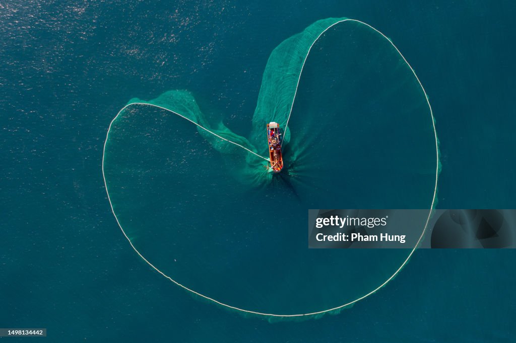 Anchoas netas