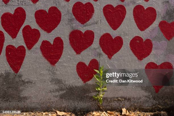 Weed grown in between cracks along the Covid memorial wall on June 13, 2023 in London, England. In his opening statement the Covid-19 counsel, Hugo...