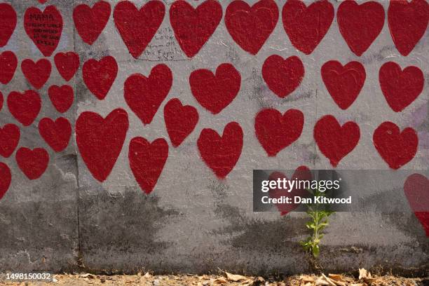 Weed grown in between cracks along the Covid memorial wall on June 13, 2023 in London, England. In his opening statement the Covid-19 counsel, Hugo...