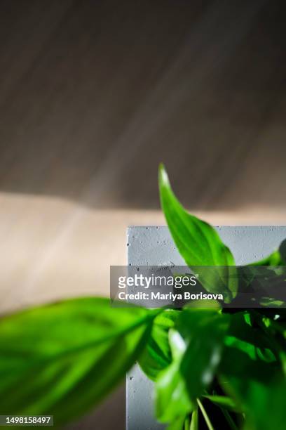 flower and pot texture close-up. - lifehack stockfoto's en -beelden