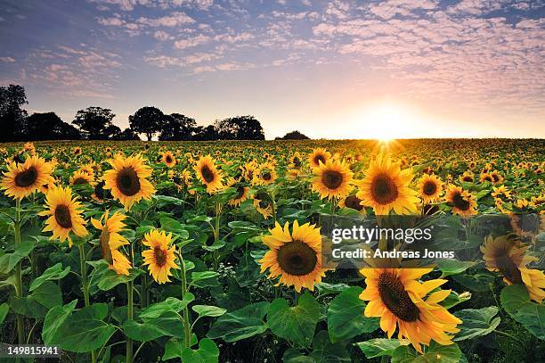 sunflower at sunset - zonnenbloem stockfoto's en -beelden