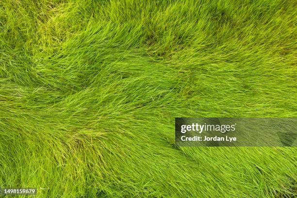 ariel view of grass as background - oberteil stock-fotos und bilder