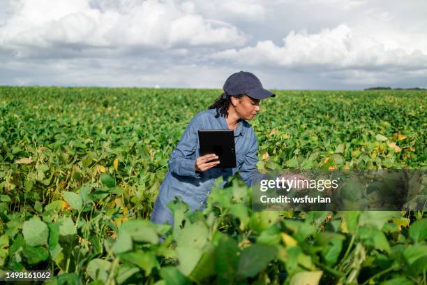 mulher em uma plantação. - cultura sul americana - fotografias e filmes do acervo