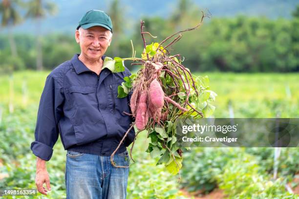 nature's technological harvest with green agriculture, organic farming, and sustainable resources. - potato harvest imagens e fotografias de stock