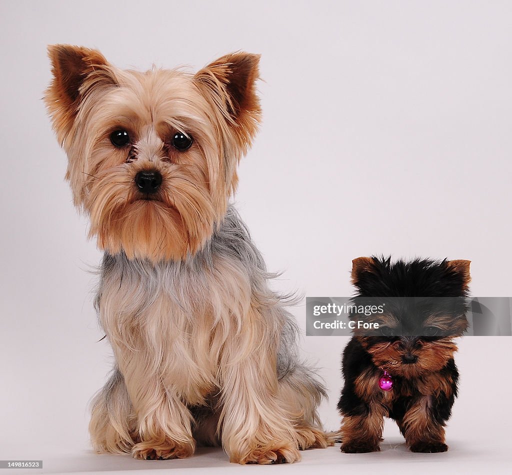 Two Terry Two Terriers Sitting Together High-Res Stock Photo - Getty Images