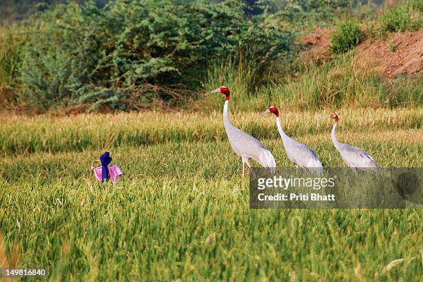 sarus crane - priti bhatt stock pictures, royalty-free photos & images