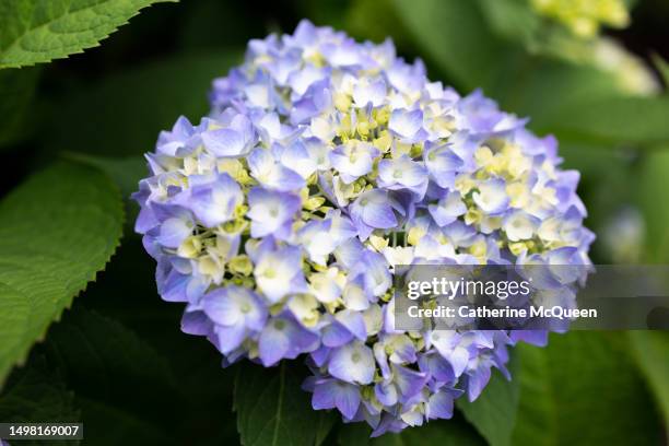 oversized fresh purple hydrangea bloom - hydrangea tree stock pictures, royalty-free photos & images