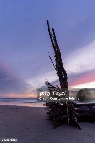 stranded tree with roots on sandy beach at sunset twilight - kota kinabalu beach stock pictures, royalty-free photos & images