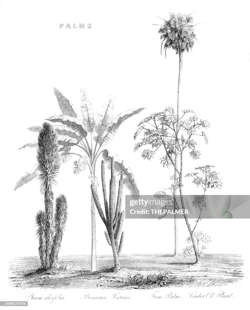 Palms: Yucca, Banana, Fan palm, Castor oil palm - wood engravings 1884