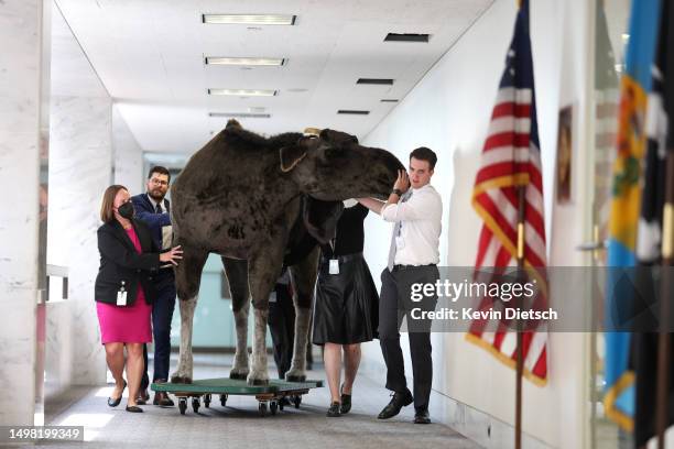 Staff members in Sen. Jeanne Shaheen's office move a stuffed moose as it arrives at the Hart Senate Office Building on June 13, 2023 in Washington,...