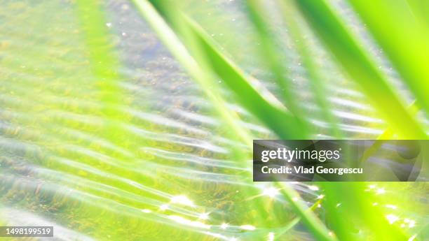 the magic creek - water whorl grass stock pictures, royalty-free photos & images