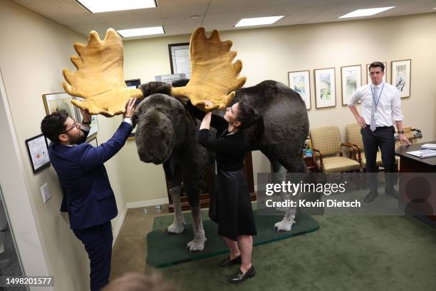 Staff members in Sen. Jeanne Shaheen's office setup a stuffed moose as it arrives at the Hart Senate Office Building on June 13, 2023 in Washington,...