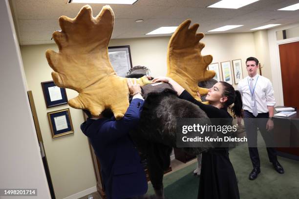 Staff members in Sen. Jeanne Shaheen's office setup a stuffed moose as it arrives at the Hart Senate Office Building on June 13, 2023 in Washington,...