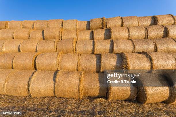 piled hay bales on a field against blue sky - stubble texture stock pictures, royalty-free photos & images