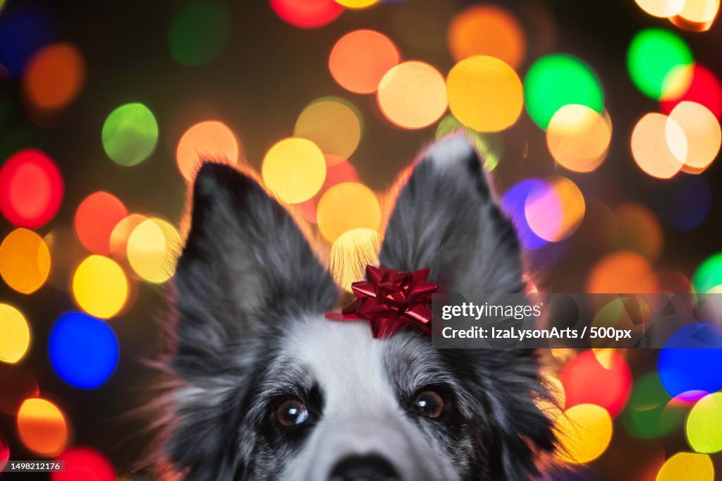 Christmas gift,Poland