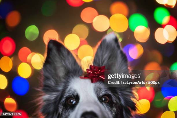 christmas gift,poland - border collie stock pictures, royalty-free photos & images