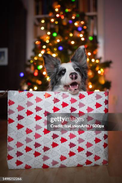 dog in christmas box under christmas tree,poland - border collie christmas stock pictures, royalty-free photos & images
