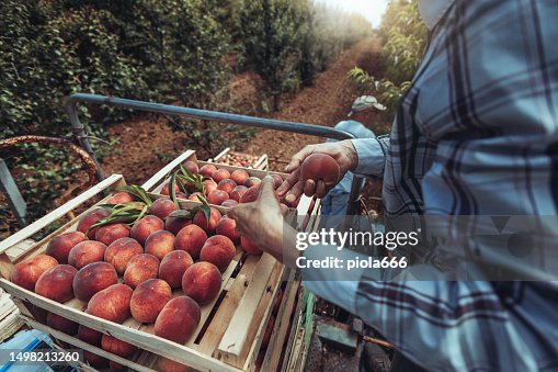 Agricultural activity in Italy: picking peaches from the trees