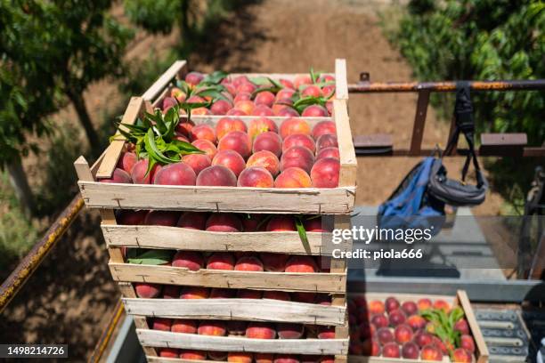 agricultural activity in italy: picking peaches from the trees - peach tree stock pictures, royalty-free photos & images