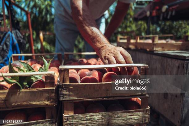 landwirtschaftliche tätigkeit in italien: pfirsiche von den bäumen pflücken - pfirsichbaum stock-fotos und bilder