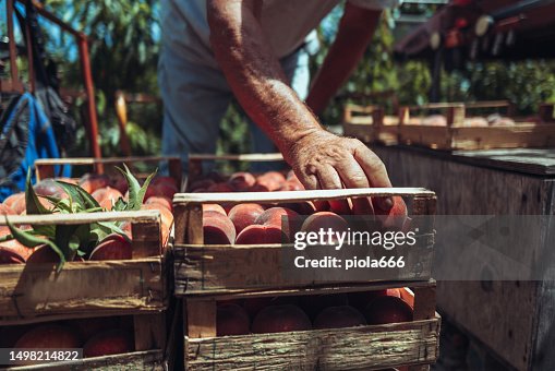 Agricultural activity in Italy: picking peaches from the trees