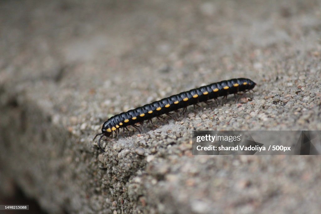 Millipede,Surat,Gujarat,India