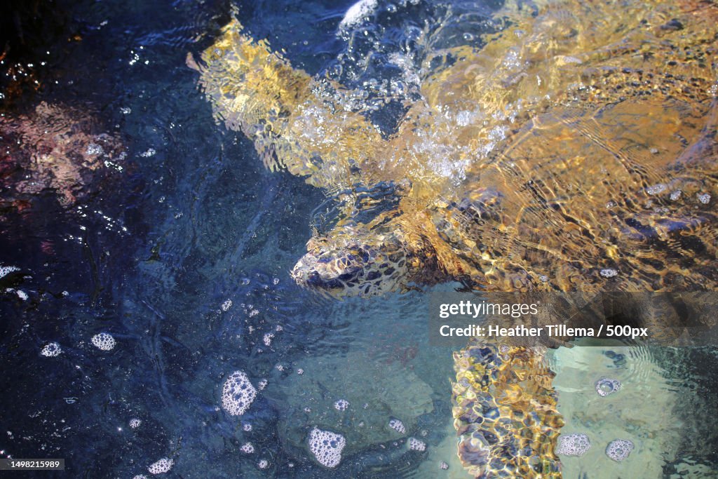 Underwater,Kauai,Hawaii,United States,USA