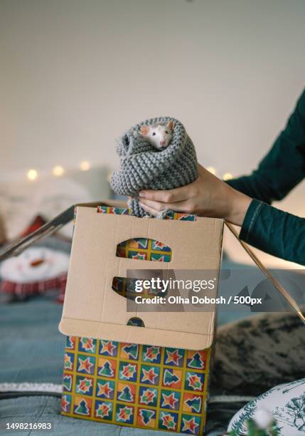 portrait of cute white pet rat in soft blanket with cardboard box in the hands of woman,home warm and cozy morning,spain - bufanda 個照片及圖片檔