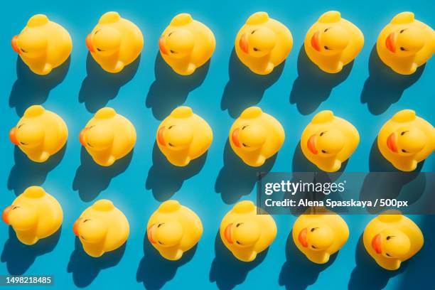 yellow rubber ducks on a blue background with hard shadows,russia - duckling foto e immagini stock