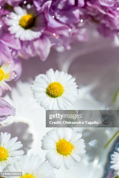 lilac and chamomile flowers in water - aromaöl stock-fotos und bilder