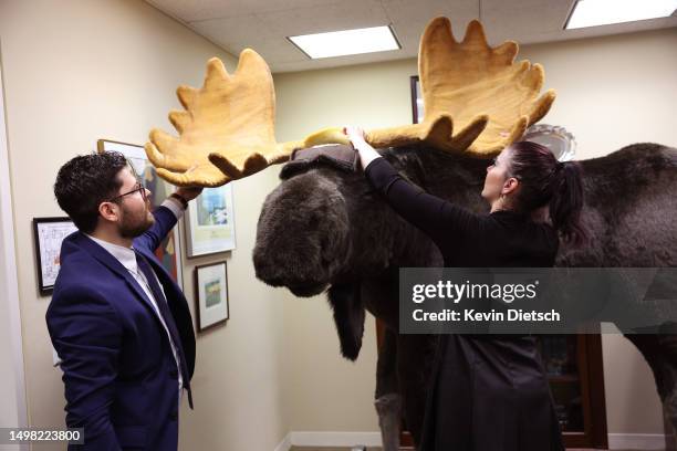 Staff members in Sen. Jeanne Shaheen's office setup a stuffed moose as it arrives at the Hart Senate Office Building on June 13, 2023 in Washington,...