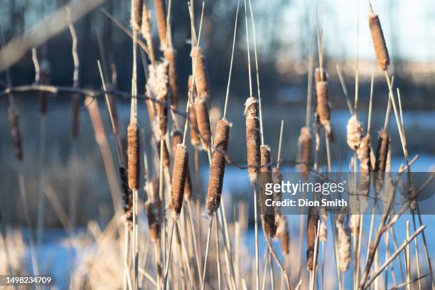 bull rushes in winter - roseau photos et images de collection