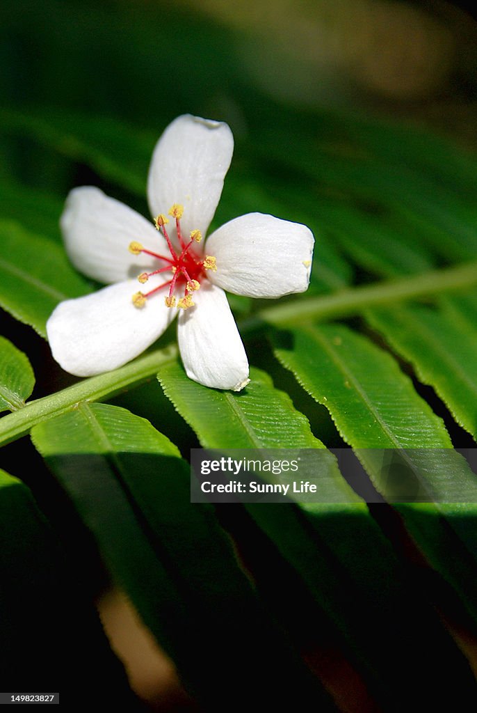 White tong flower