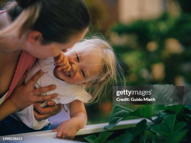 happy little girl eating organic strawberry outdoor in front of garden bed. - blond women happy eating stockfoto's en -beelden