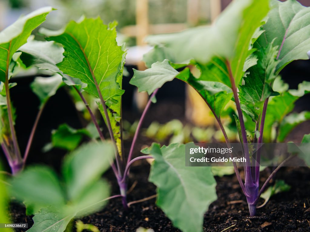 Organic cabbage or kohlrabi in a garden bed.
