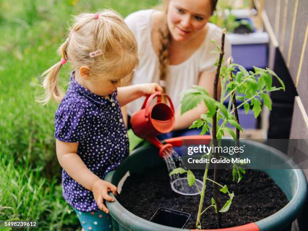 little cute girl watering own organic planted tomatoes with her mother. - water conservation stock pictures, royalty-free photos & images